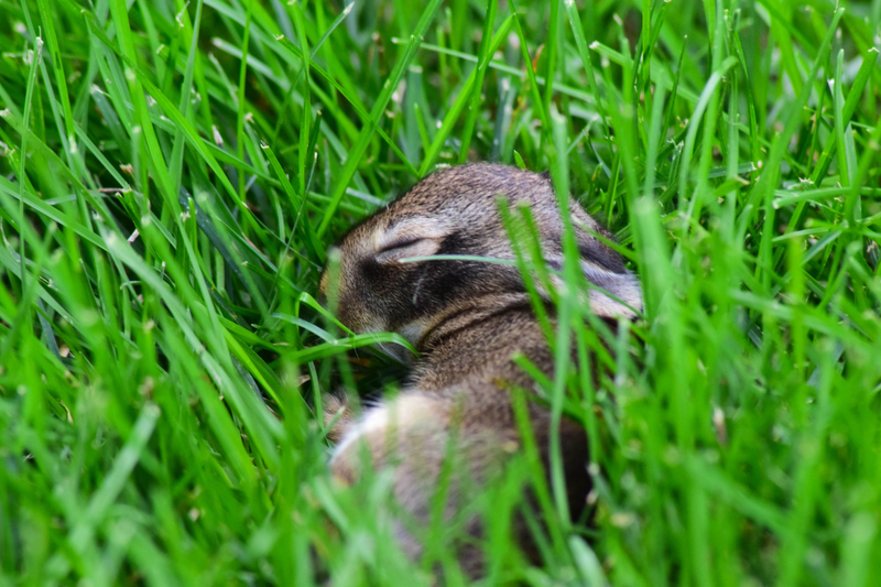 Illustration for article titled Cutest Photos I'll Ever Take (photo dump)